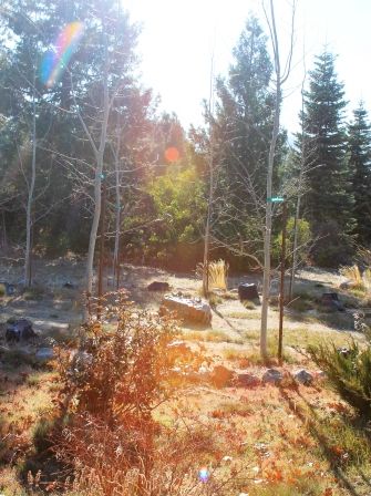 Peace Garden, 12 web, 12-1-'11, IMG_3190