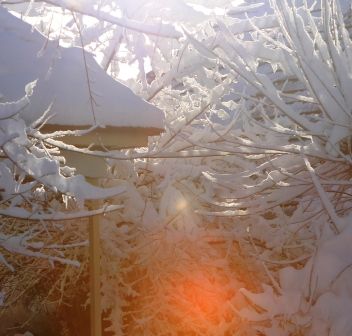 Sunrise, 50 web, 1-23-'12, IMG_3110