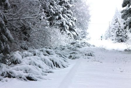 Snow, 16 web, 1-19-'12, IMG_1600