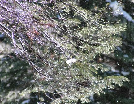 45 web, 1-21-'12, IMG_2518