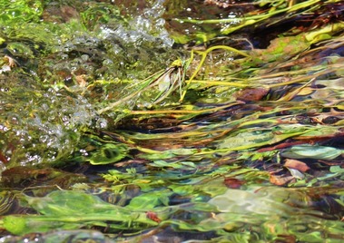 Panther Creek, 7-12-2017 122