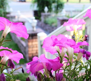 Morning Garden, 8-20-2017 080
