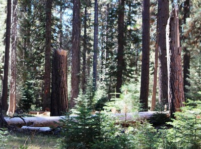 Shasta Forest, 9-24-2016 036