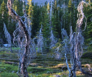 Lower Panther Meadows, 7-20-2016 259