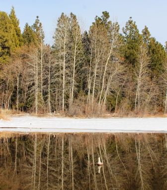 Lake Siskyou, 52 web, 1-28-'12, IMG_4502