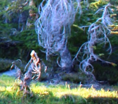 Lower Panther Meadows, 7-20-2016 245