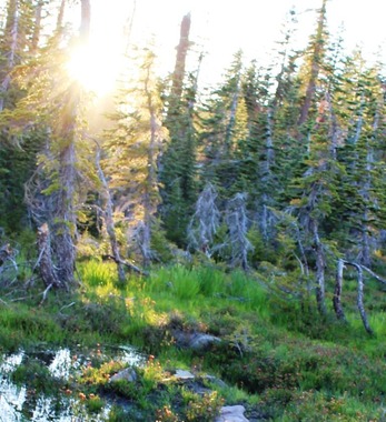 Lower Panther Meadows, 7-20-2016 272
