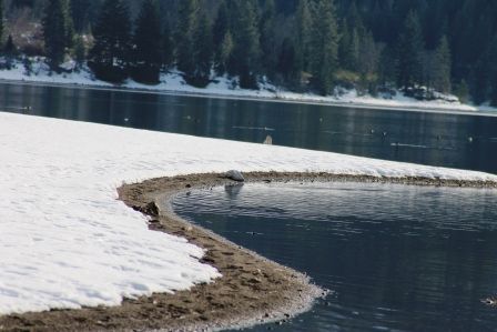 Lake Siskyou, 6 web, 1-28-'12, IMG_4261