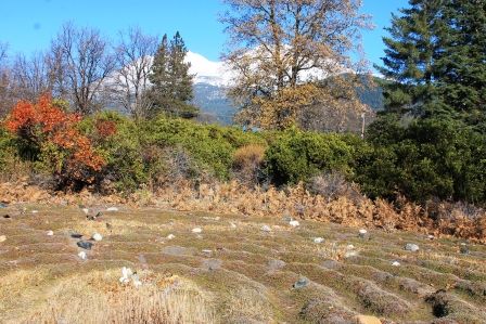 Peace Garden, 9 web, 12-1-'11, IMG_3177