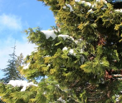 Squaw Valley Rd, 34 web, 1-21-'12, IMG_2447