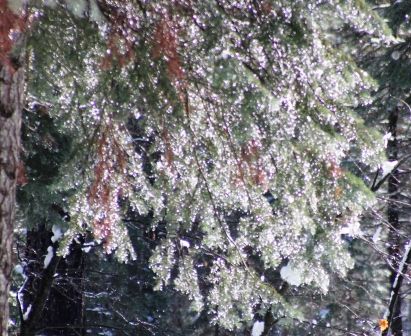 39 web, 1-21-'12, IMG_2480