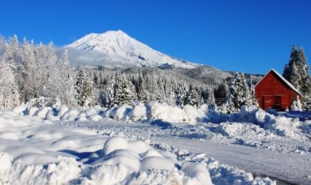 Shasta, 1 web, 1-23-'12, IMG_3053