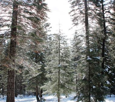 46 web, 1-21-'12, IMG_2531