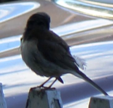 B doc. Bird Nest, 5-11-2018 119