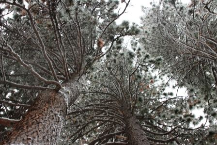 Snow, 23 web, 1-19-'12, IMG_1680