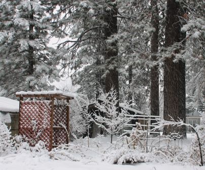 Snow, 17 web, 1-19-'12, IMG_1606
