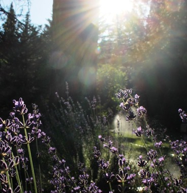 SBI garden, Sunset, 7-1-2016 181