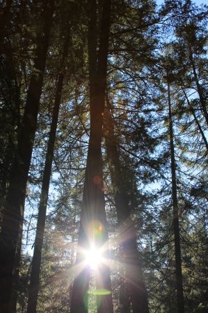 Middle Falls, 43 web, 1-05-'12, IMG_9569