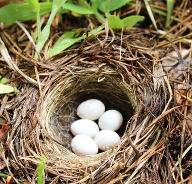 D doc. Bird Nest, 5-11-2018 005