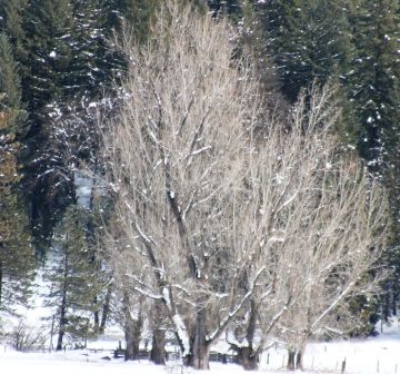 Squaw Valley Rd, 29 web, 1-21-'12, IMG_2425