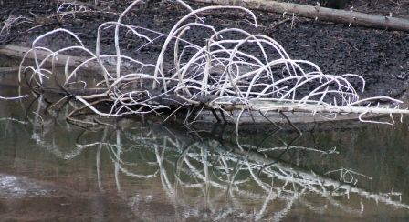 Lake Siskyou, F web, 1-04-'12, IMG_8464
