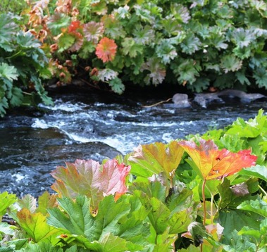 McCloud River, 9-8-2016 059