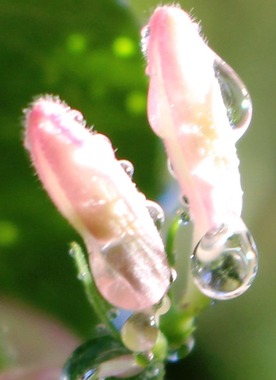 14 doc. SBI morning garden, 5-10-2018 158