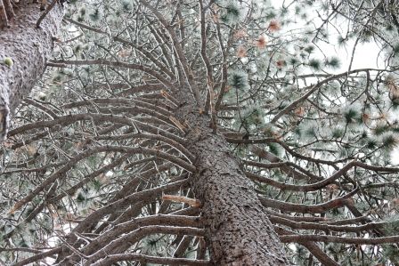 Snow, 24 web, 1-19-'12, MG_1682
