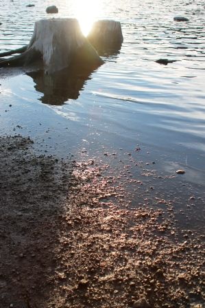 Lake Siskyou, 19 web, 1-04-'12, IMG_8899