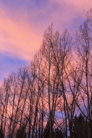 Sunrise, 5 web, 2-2-'12, IMG_5883