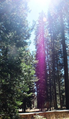 Shasta Forest, 9-24-2016 009