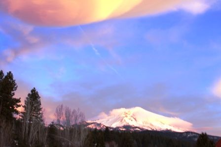 Shasta, 5 web, 2-2-'12, IMG_5980