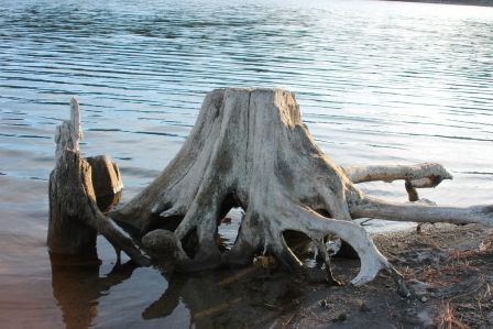 Lake Shastina, 16 web, 1-04-'12, IMG_8671