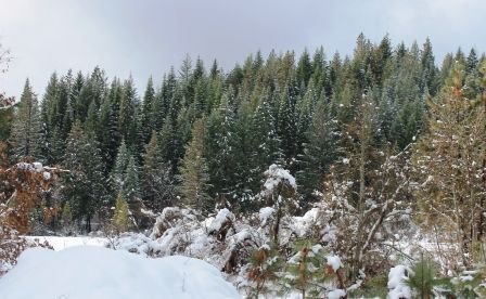 Squaw Valley Road 10 web, 1-21-'12, IMG_2291