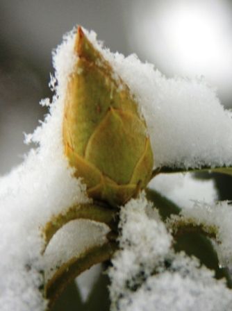 Snow, 16 web, 1-19-'12, IMG_1587