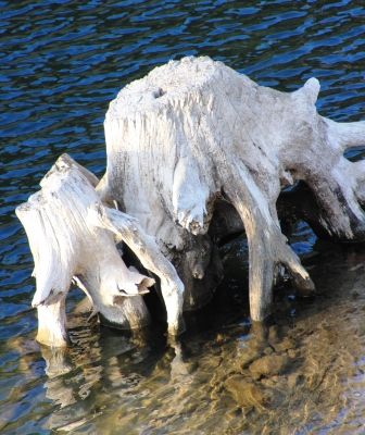 Lake Shastina, 11 web, 1-04-'12, IMG_8554