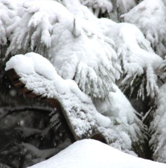 Snow, 33 web, 1-19-'12, IMG_1477