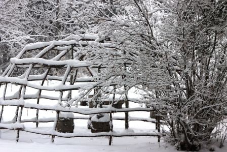 Snow, 26 web, 1-19-'12, IMG_1707