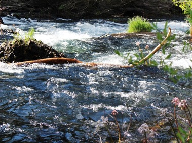 3 doc. McCloud River, 5-14-2018 035