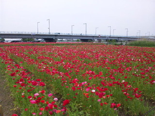 SBSH0035