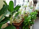 観葉植物もあります♪