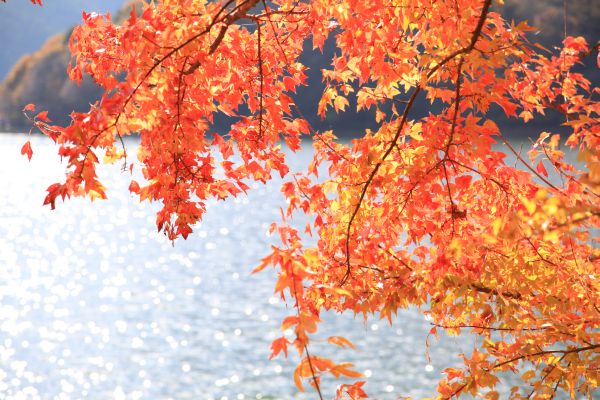 田貫湖 紅葉