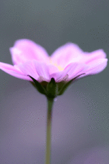 pinku