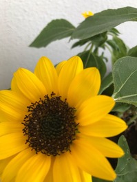 2017-06-17-10-43-48