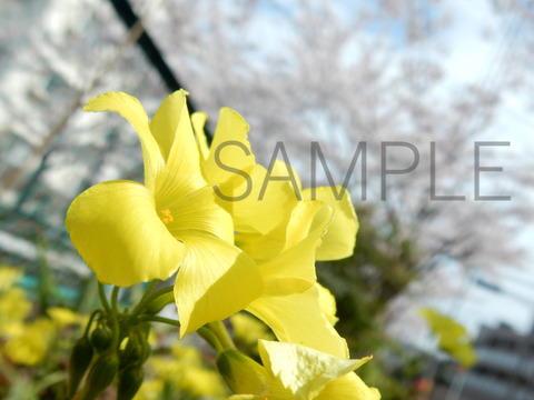 yellow flowerSAMPLE