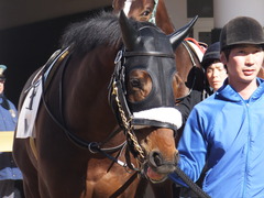 20160124 中山5R 3歳未勝利 アークアーセナル 07