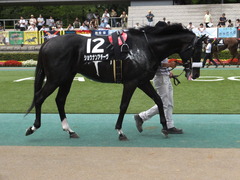 20150628 東京11R パラダイスS ショウナンアチーヴ 12