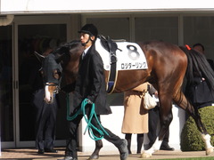 20150112 中山5R 3歳未勝利 ロジダーリング 02