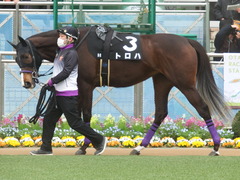20190323 中山9R ミモザ賞 3歳牝馬(500) トロハ 03
