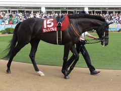 20150927 中山11R オールカマー サトノノブレス 08